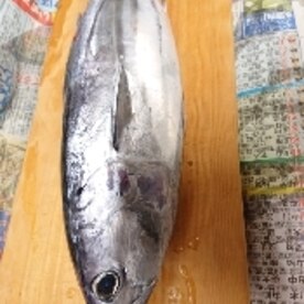 鰹の握り寿司 おろし生姜編 レシピ 作り方 By Yoshi Original 楽天レシピ 鰹の握り寿司 おろし生姜編 レシピ 作り方 By Yoshi Original 楽天レシピ